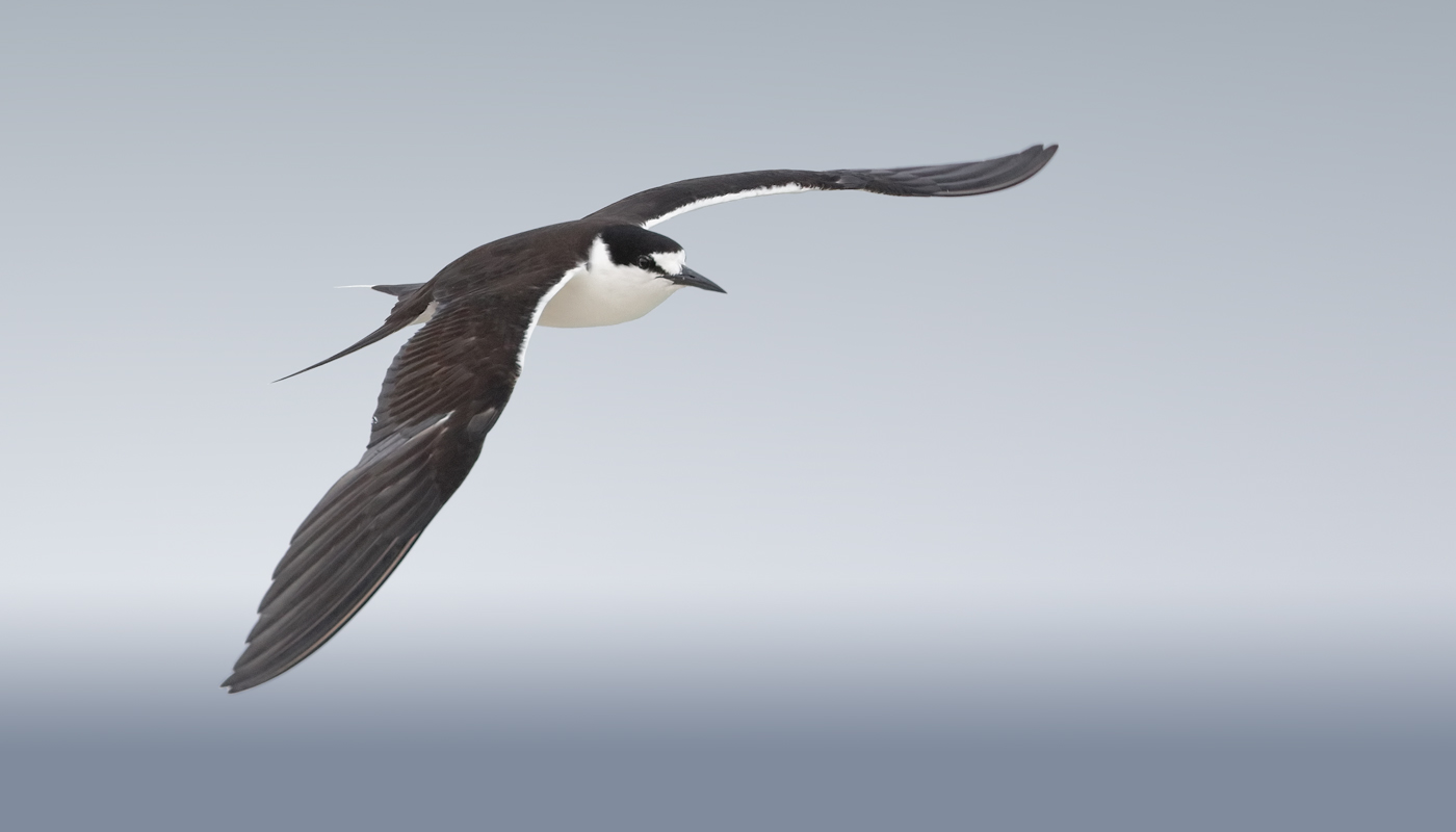 Sooty Tern (Image ID 33251)