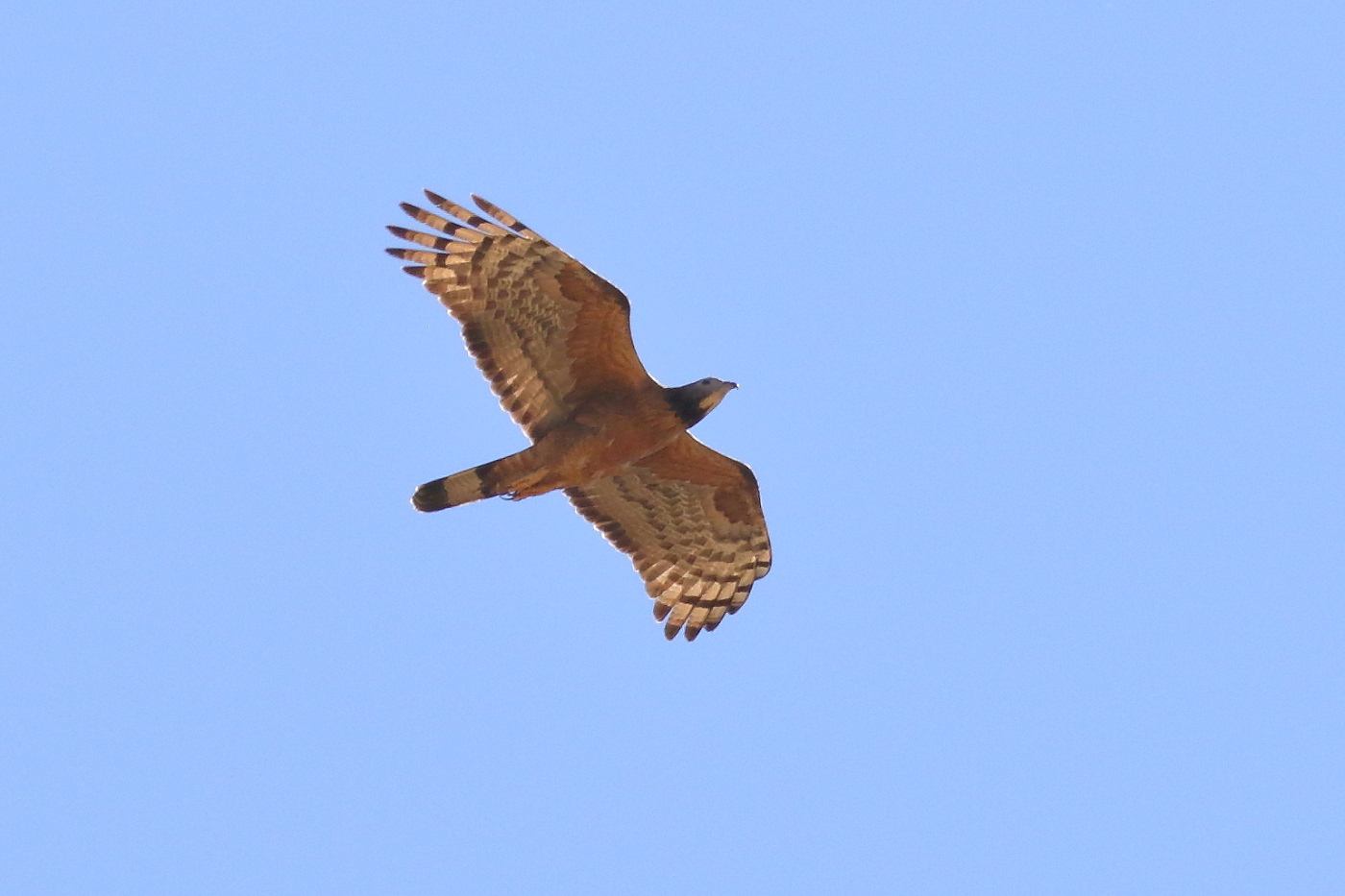 Oriental Honey-buzzard (Image ID 33245)