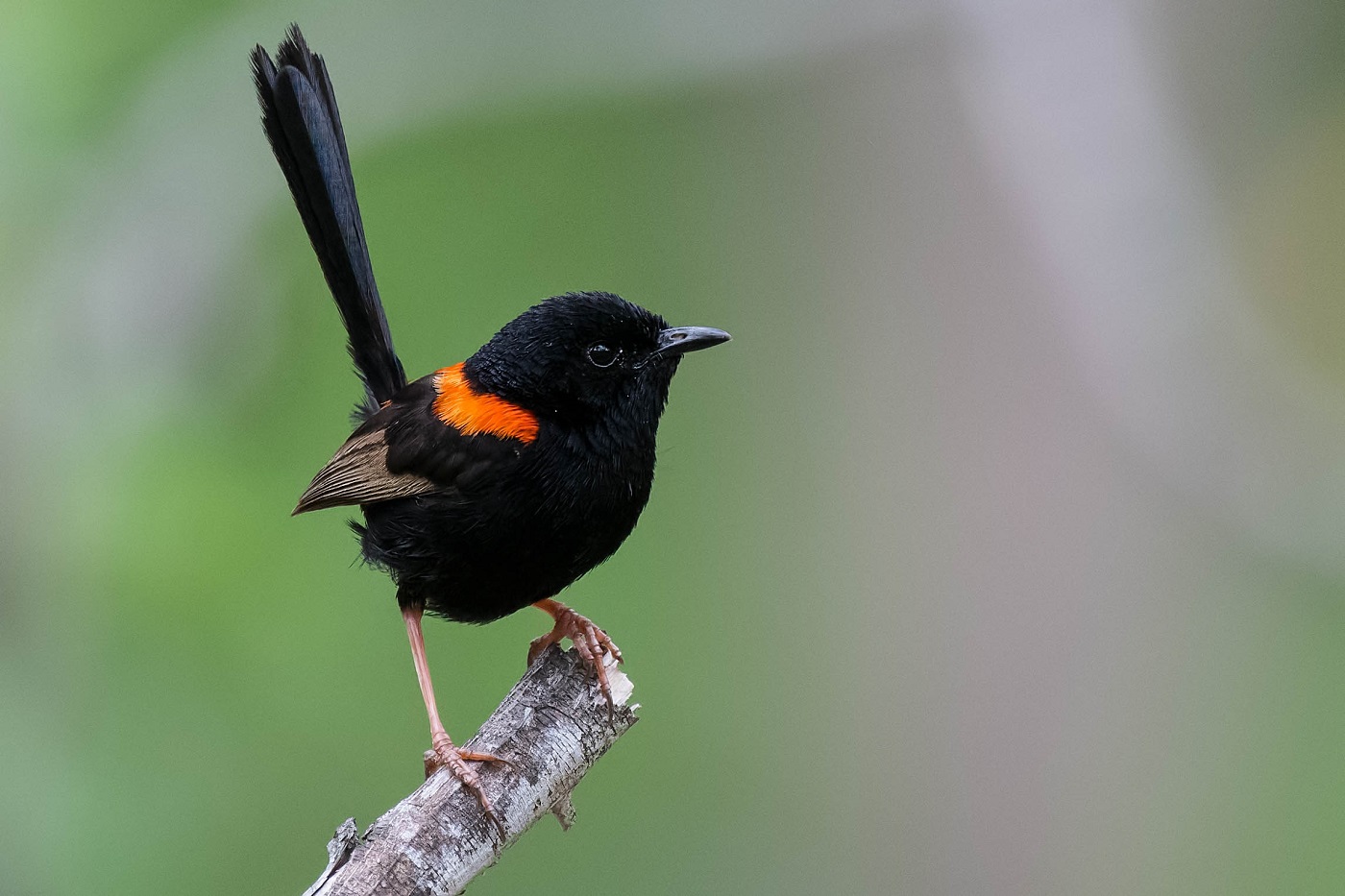 Red-backed Fairy-wren (Image ID 33254)