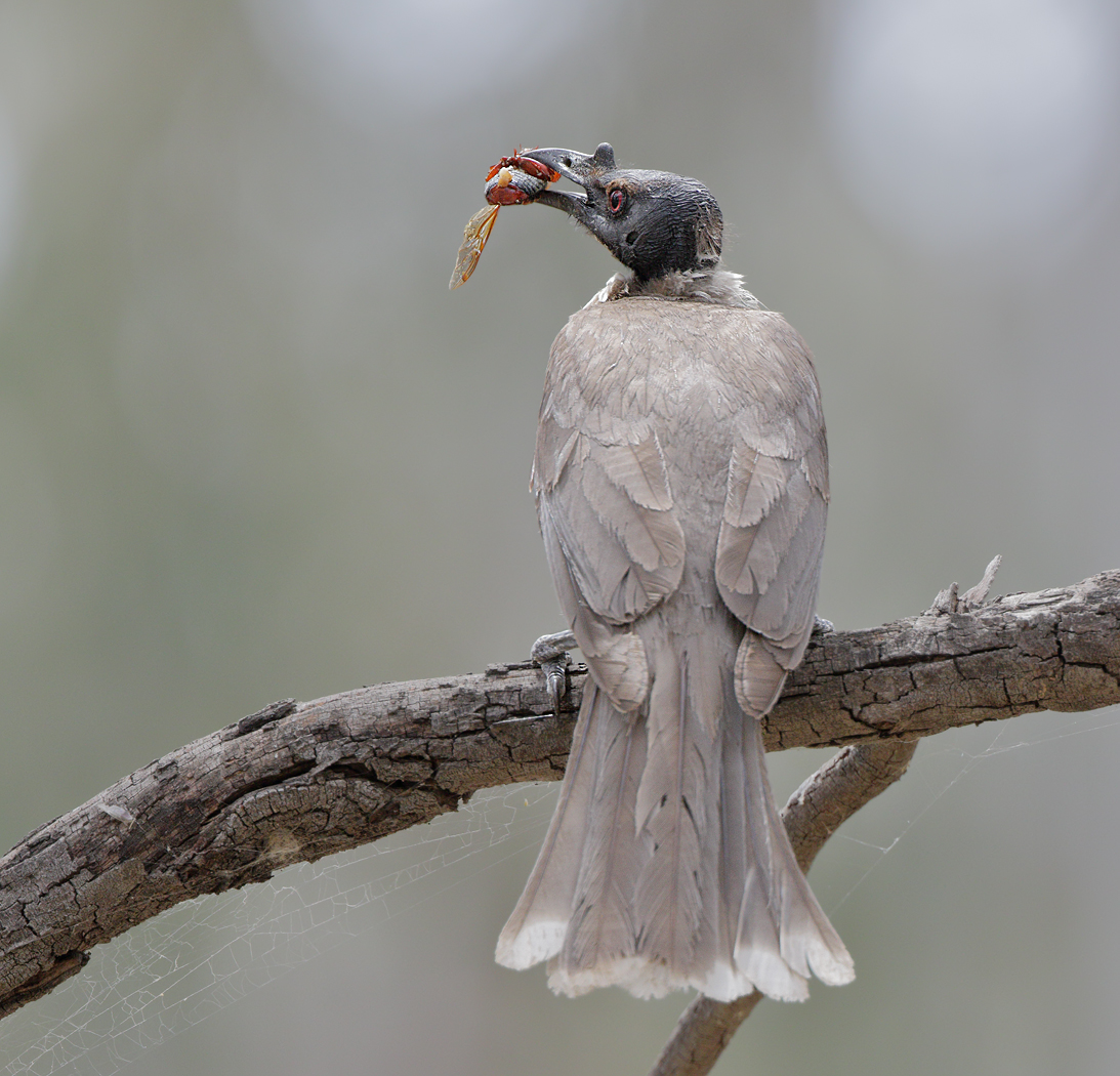 Noisy Friarbird (Image ID 33167)