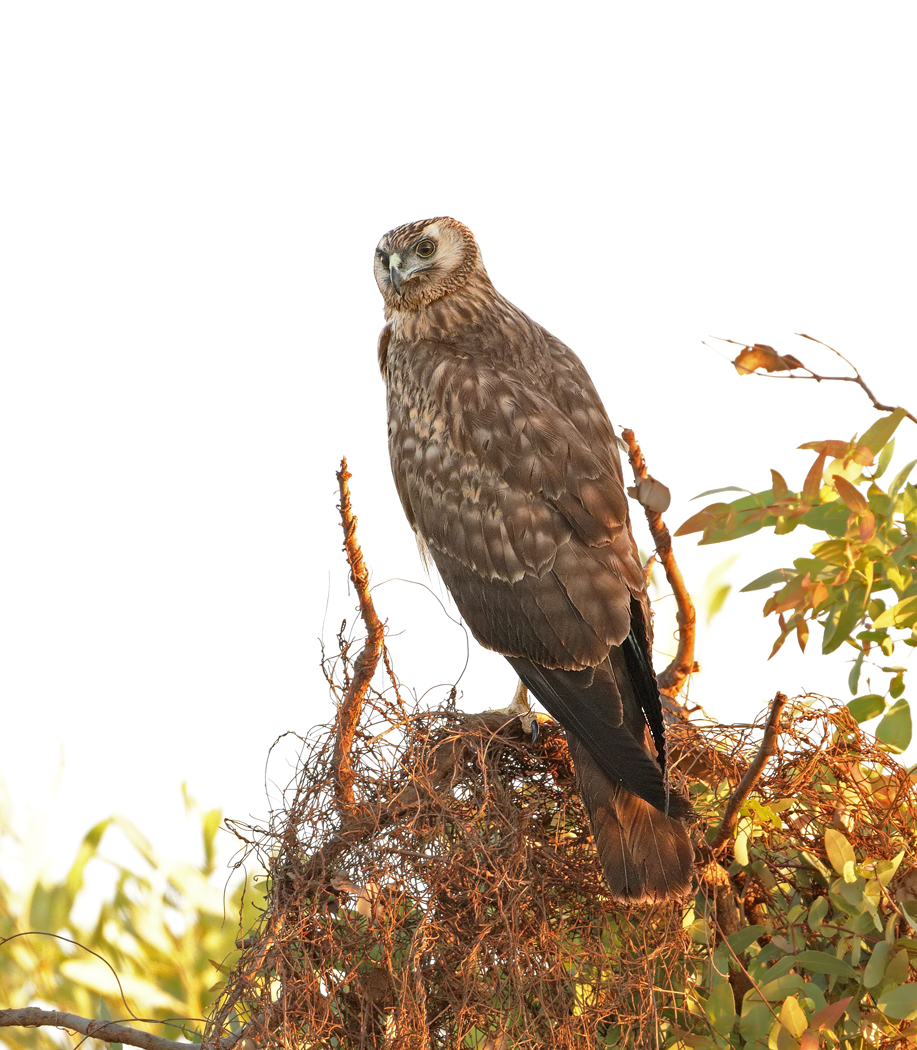 Spotted Harrier (Image ID 33145)