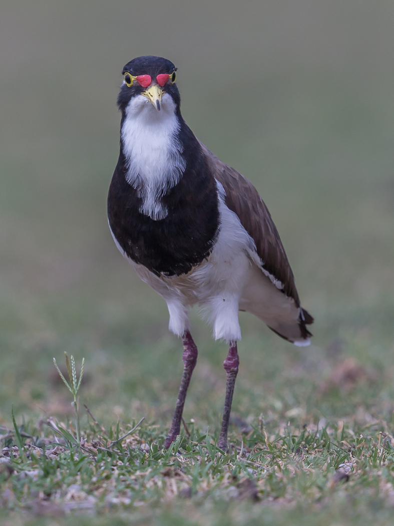 Banded Lapwing (Image ID 33134)