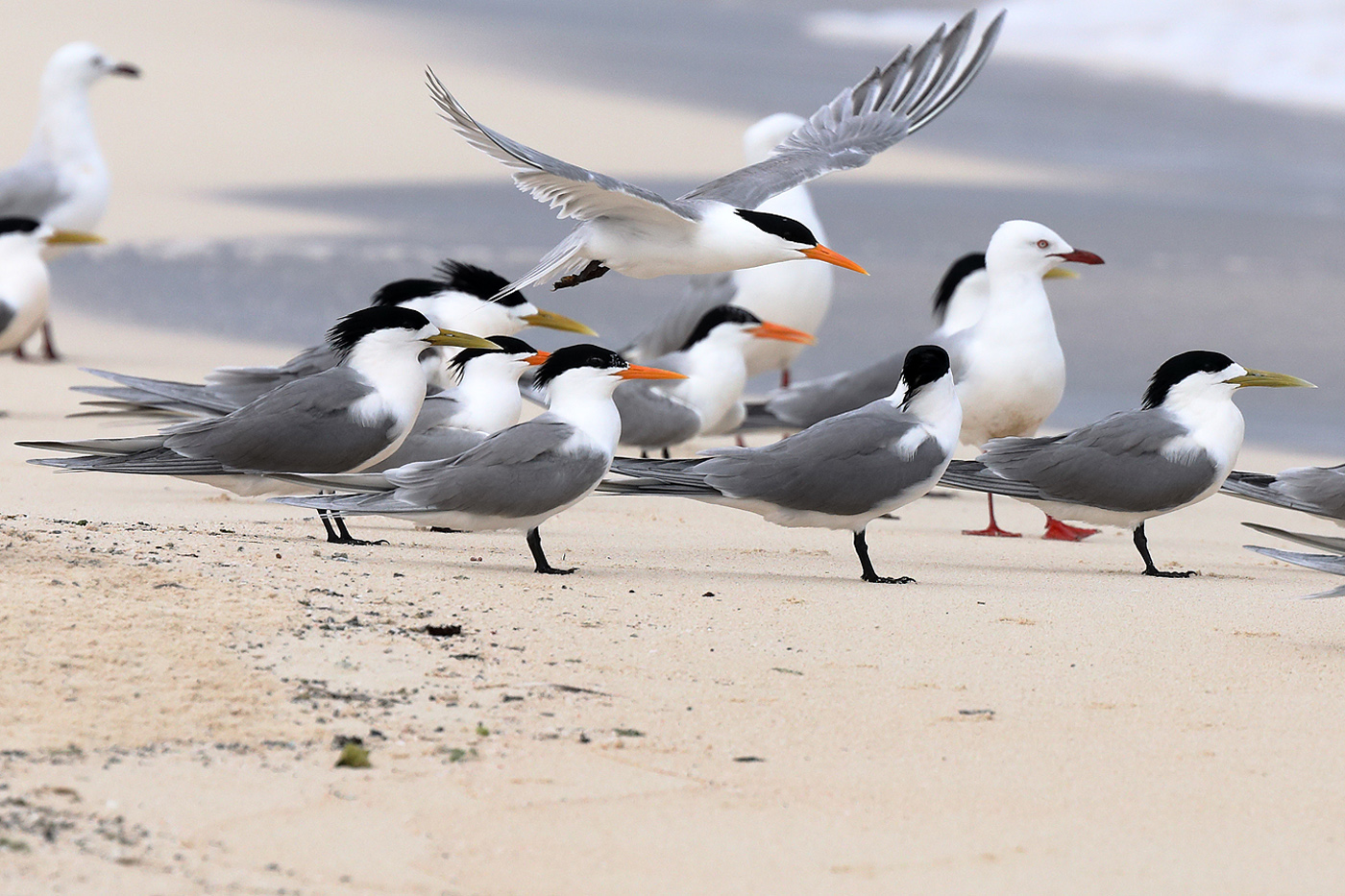 Lesser Crested Tern,Greater Crested Tern,Silver Gull (Image ID 33181)
