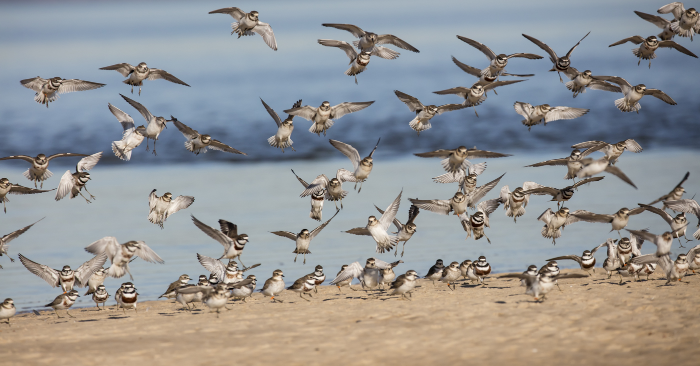 Double-banded Plover (Image ID 33657)