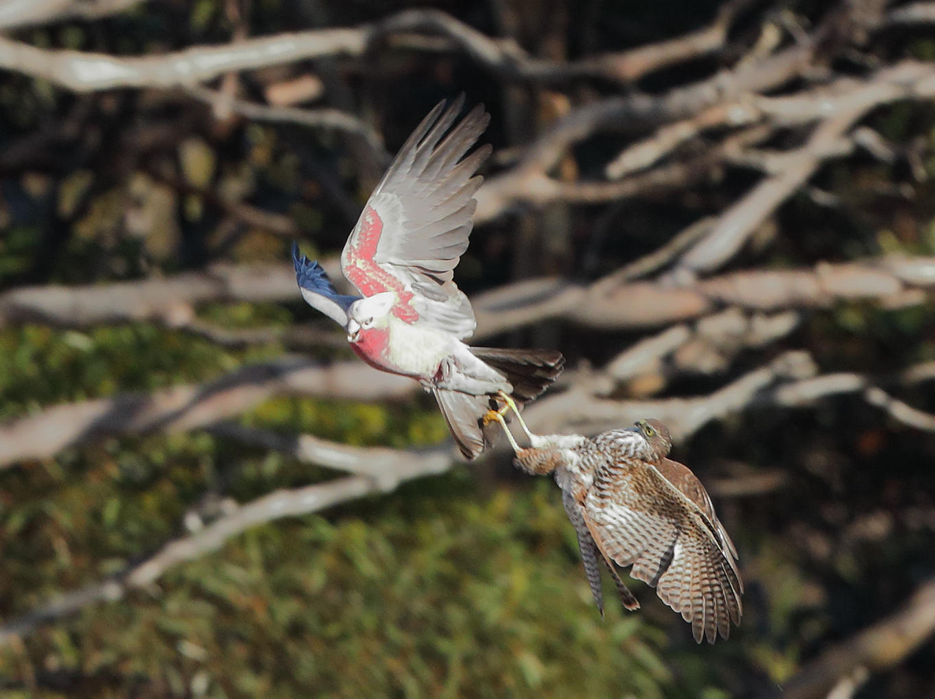 Collared Sparrowhawk,Galah (Image ID 33681)