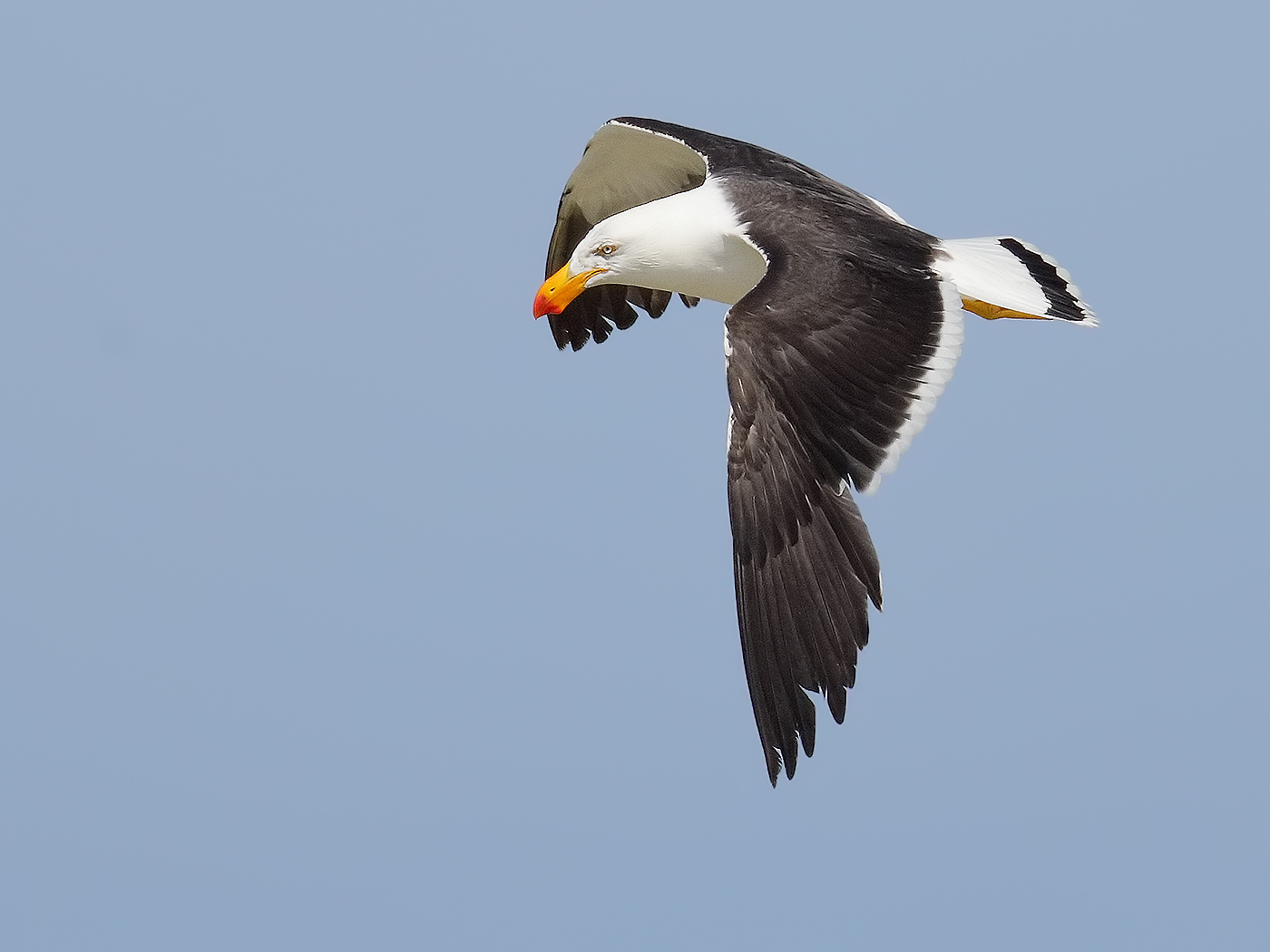 Pacific Gull (Image ID 33883)