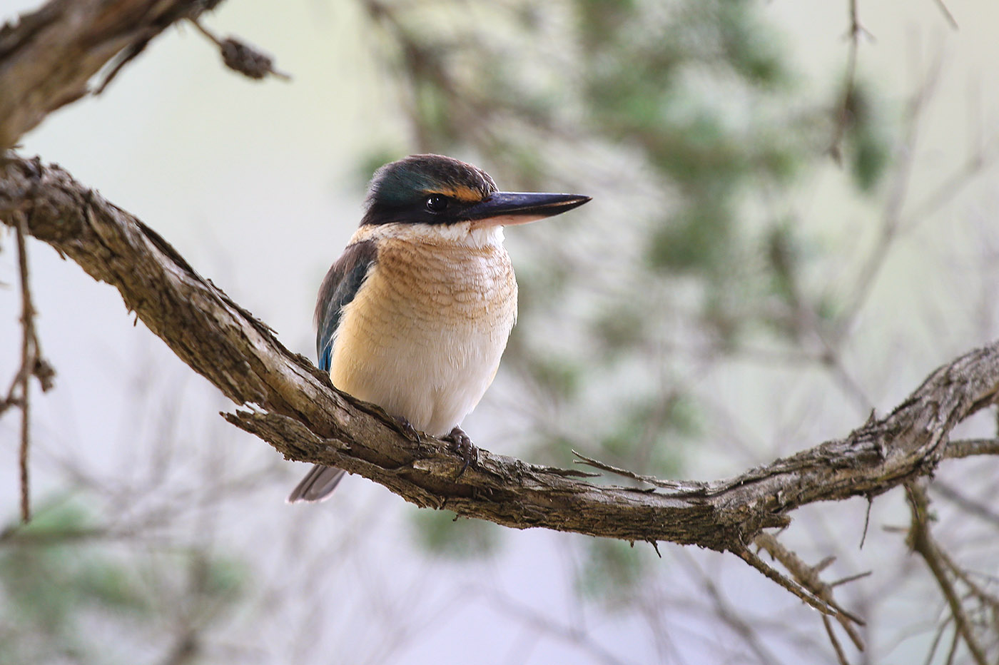 Sacred Kingfisher (Image ID 33633)