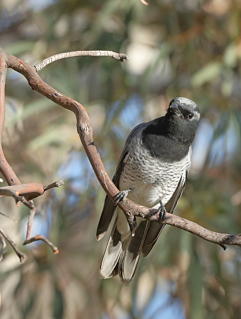 White-bellied Cuckoo-shrike (Image ID 33720)
