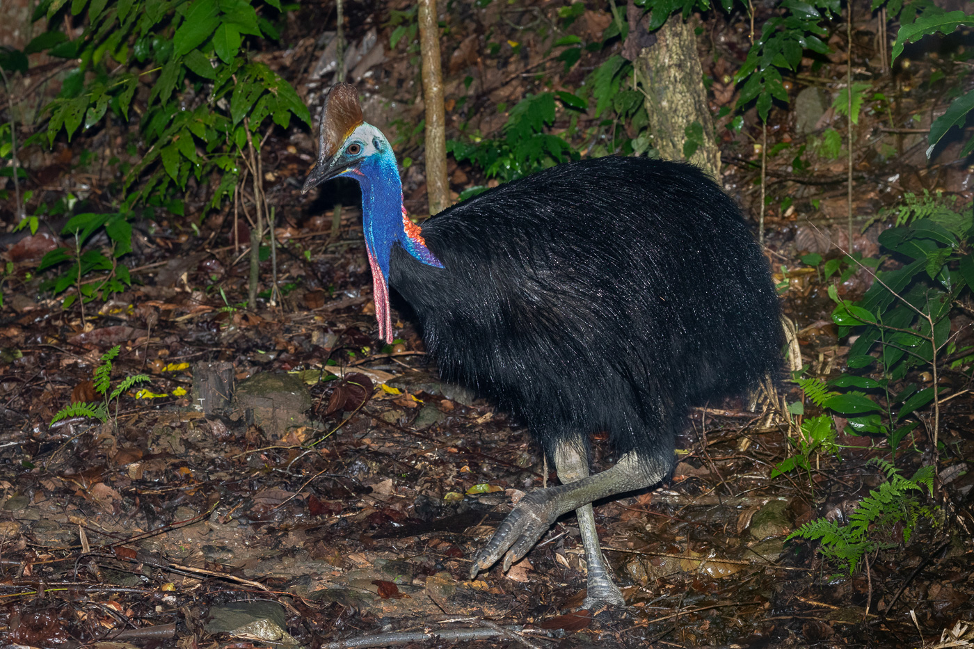 Southern Cassowary (Image ID 33800)
