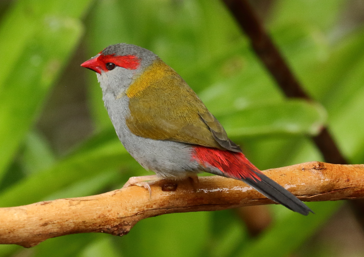 Red-browed Finch (Image ID 33758)