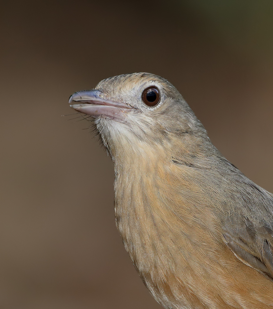 Little Shrike-thrush (Image ID 33661)