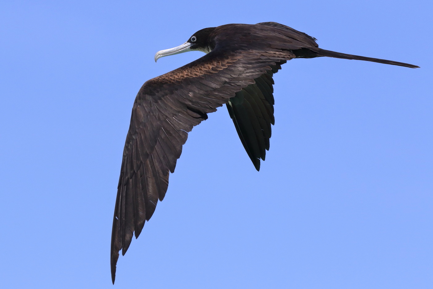 Great Frigatebird (Image ID 33648)