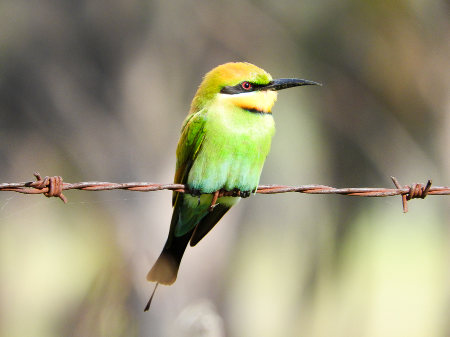 Rainbow Bee-eater (Image ID 33833)