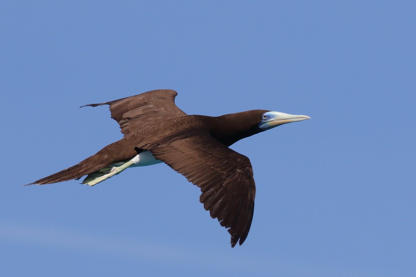 Brown Booby (Image ID 33407)