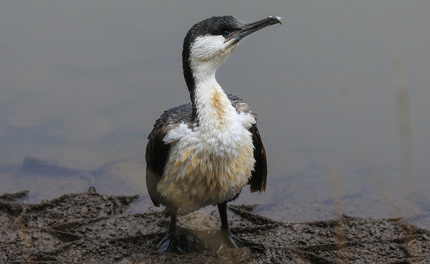 Black-faced Cormorant (Image ID 33634)