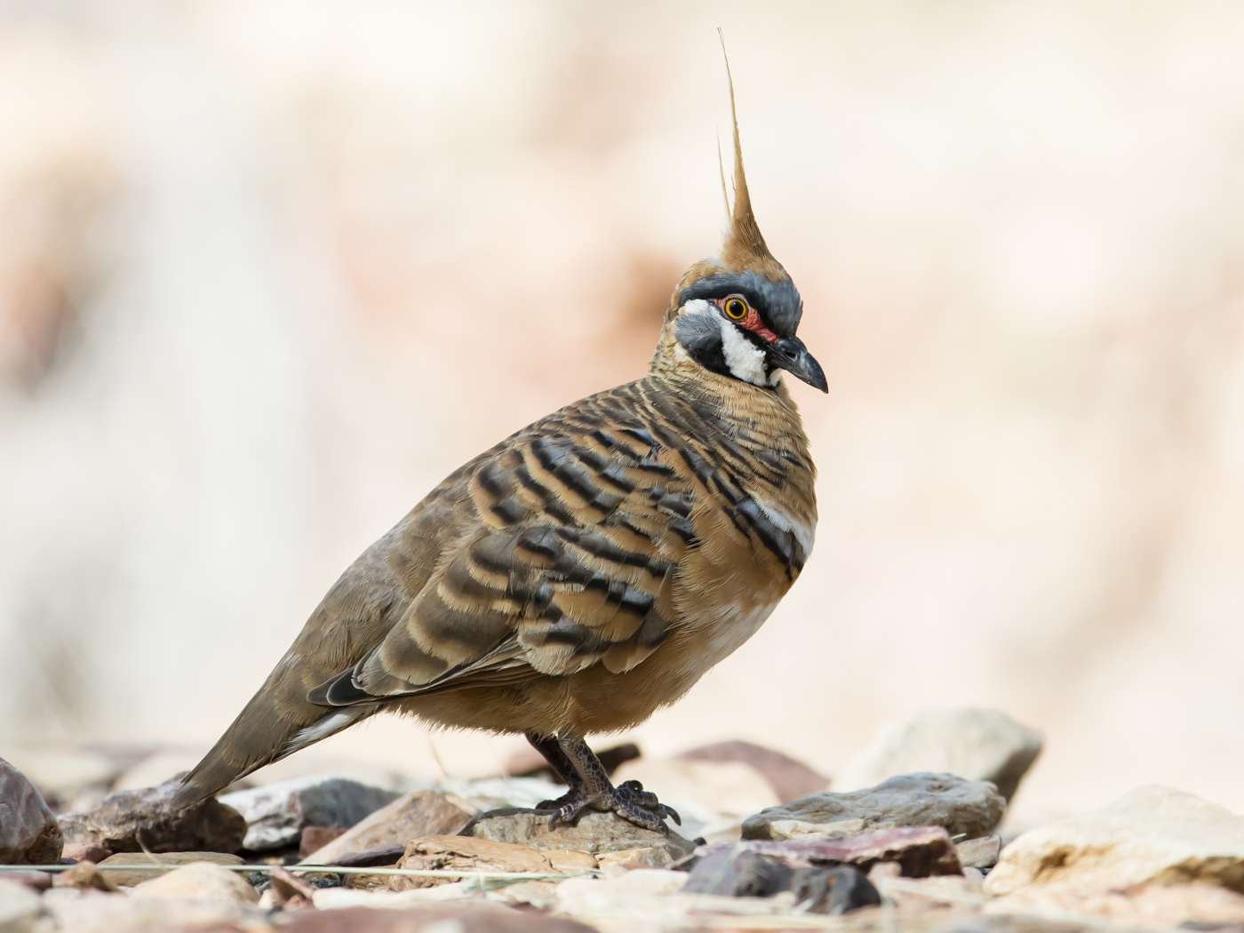 Spinifex Pigeon (Image ID 33433)