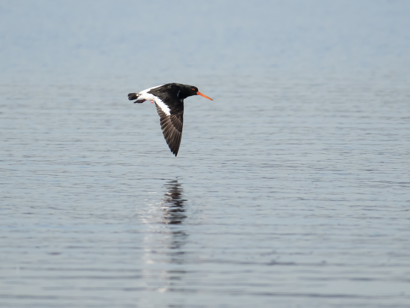 South Island Pied Oystercatcher (Image ID 33732)