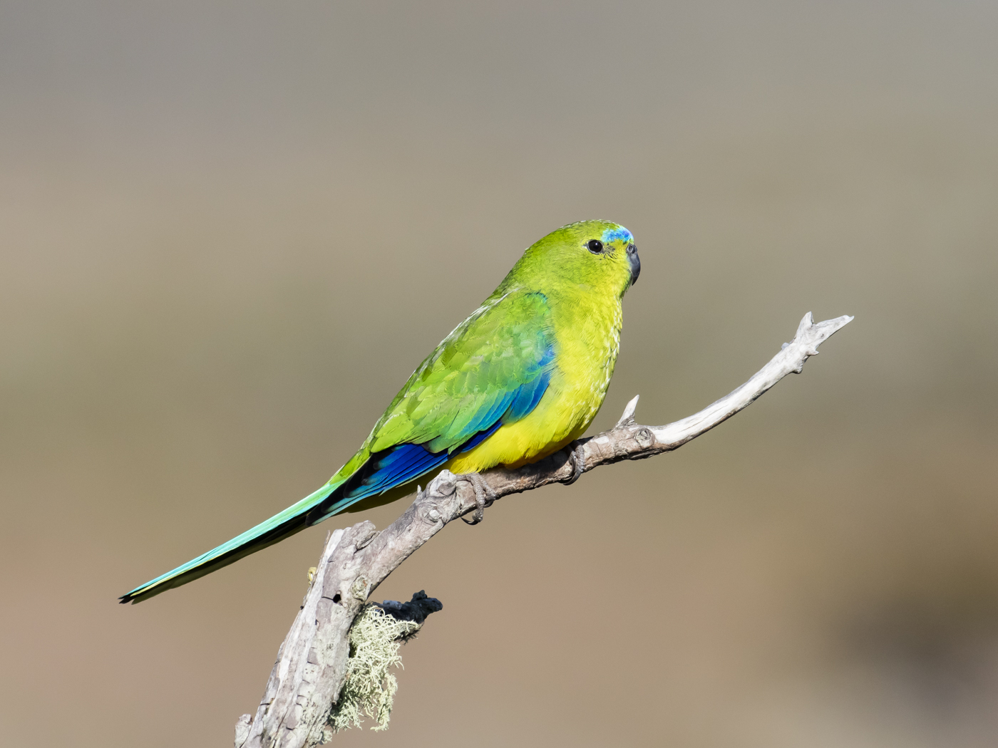 Orange-bellied Parrot (Image ID 33302)