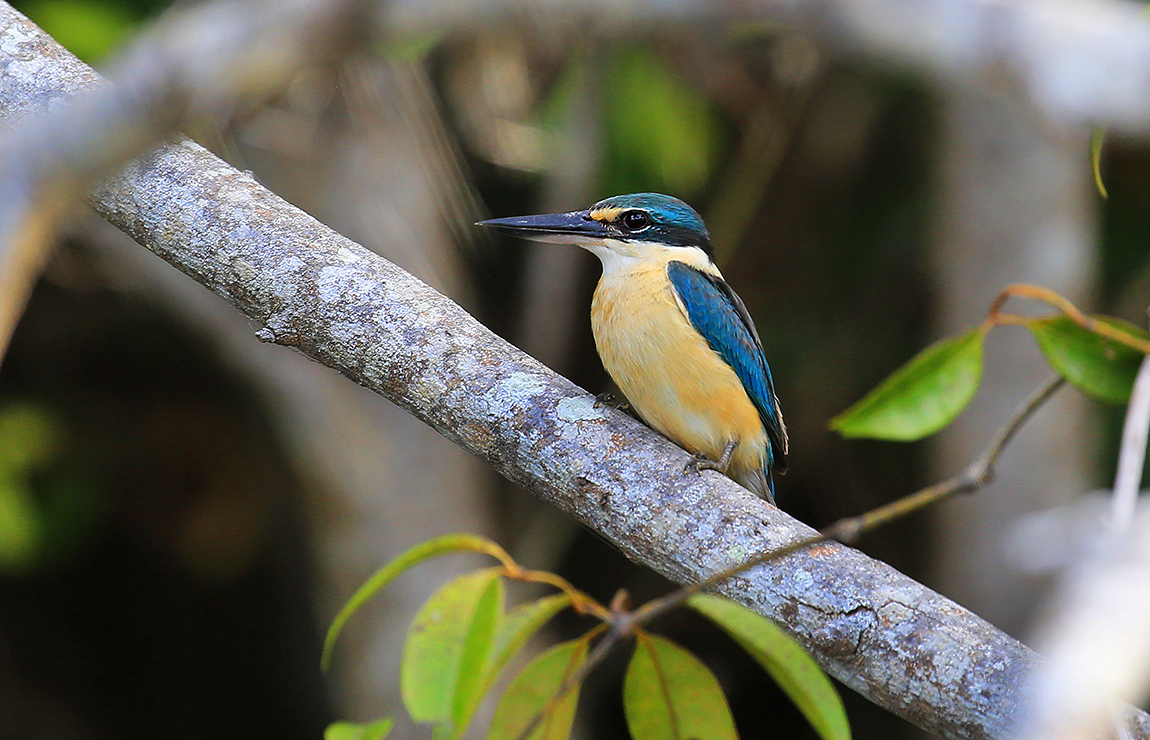 Sacred Kingfisher (Image ID 33490)