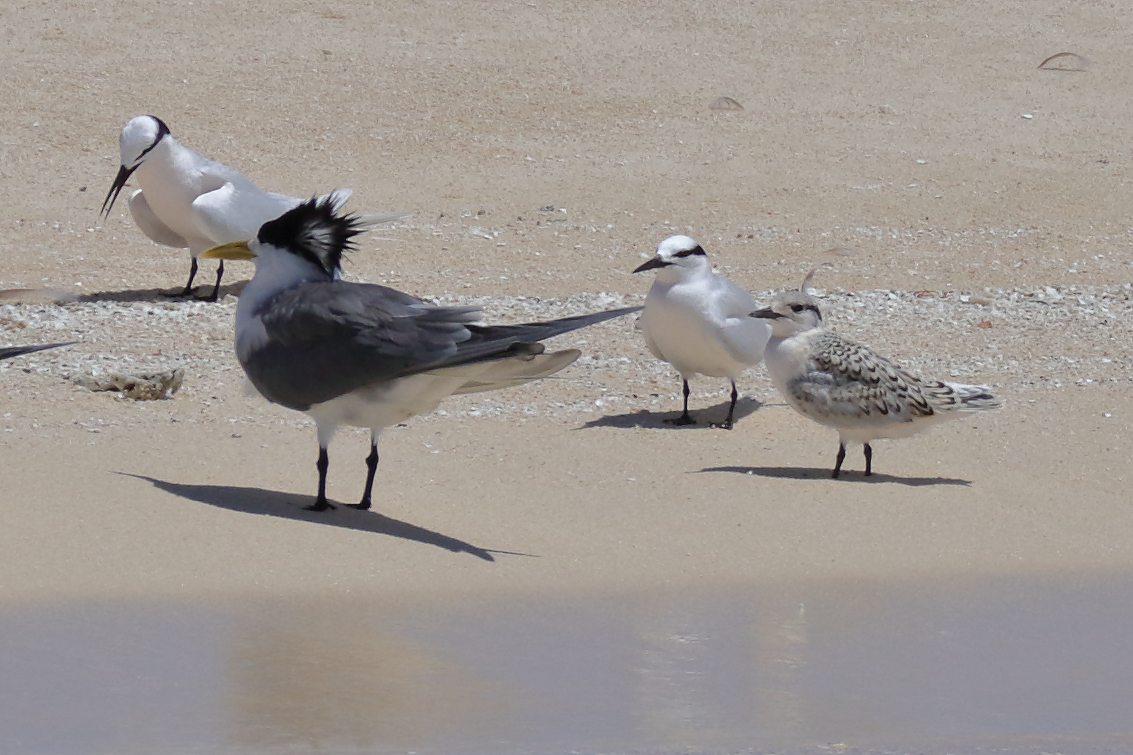 Black-naped Tern,Greater Crested Tern (Image ID 33444)