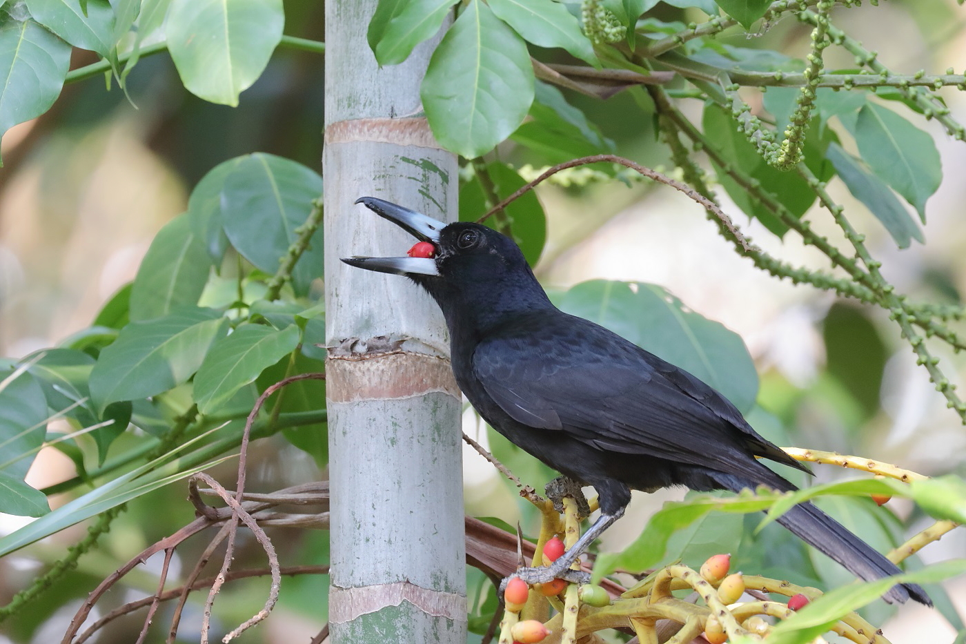Black Butcherbird (Image ID 33296)