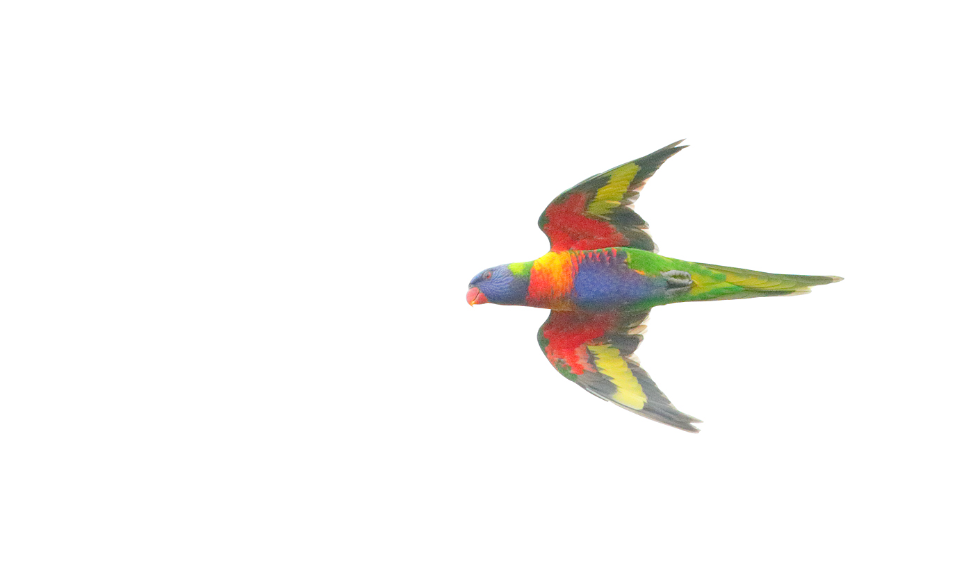 Rainbow Lorikeet (Image ID 33307)