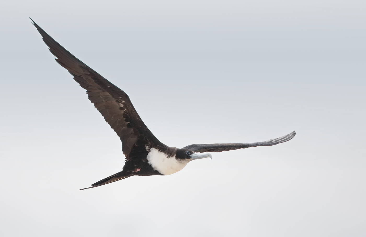 Great Frigatebird (Image ID 33333)