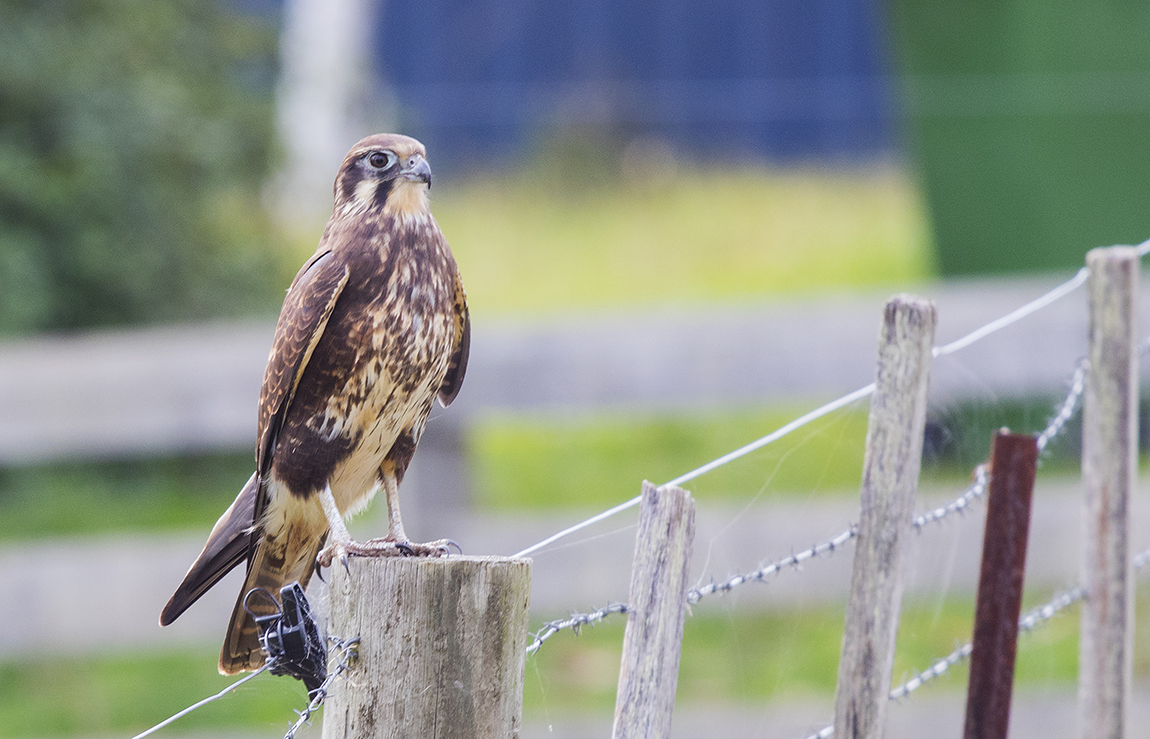 Brown Falcon (Image ID 33515)