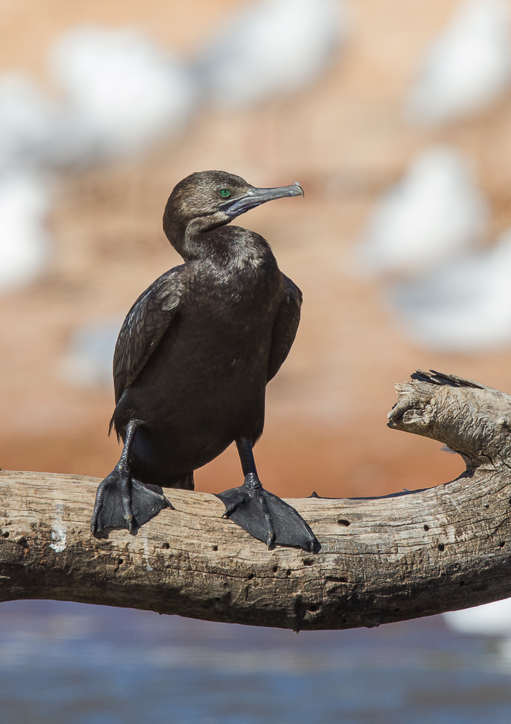 Little Black Cormorant (Image ID 33394)