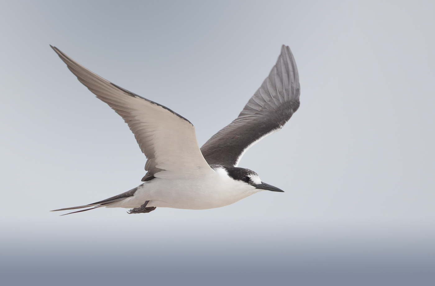 Sooty Tern (Image ID 33270)