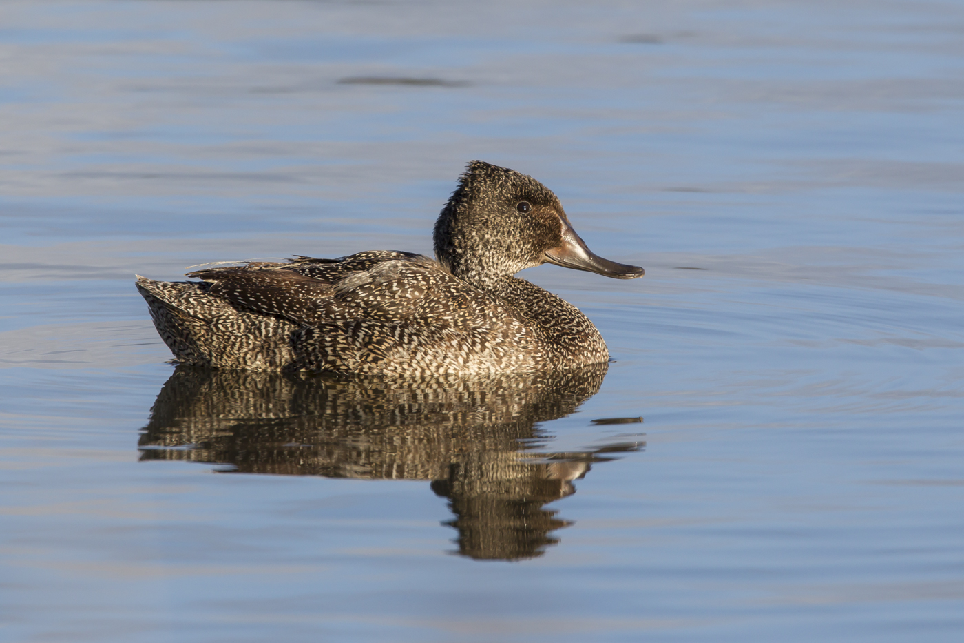 Freckled Duck (Image ID 33739)