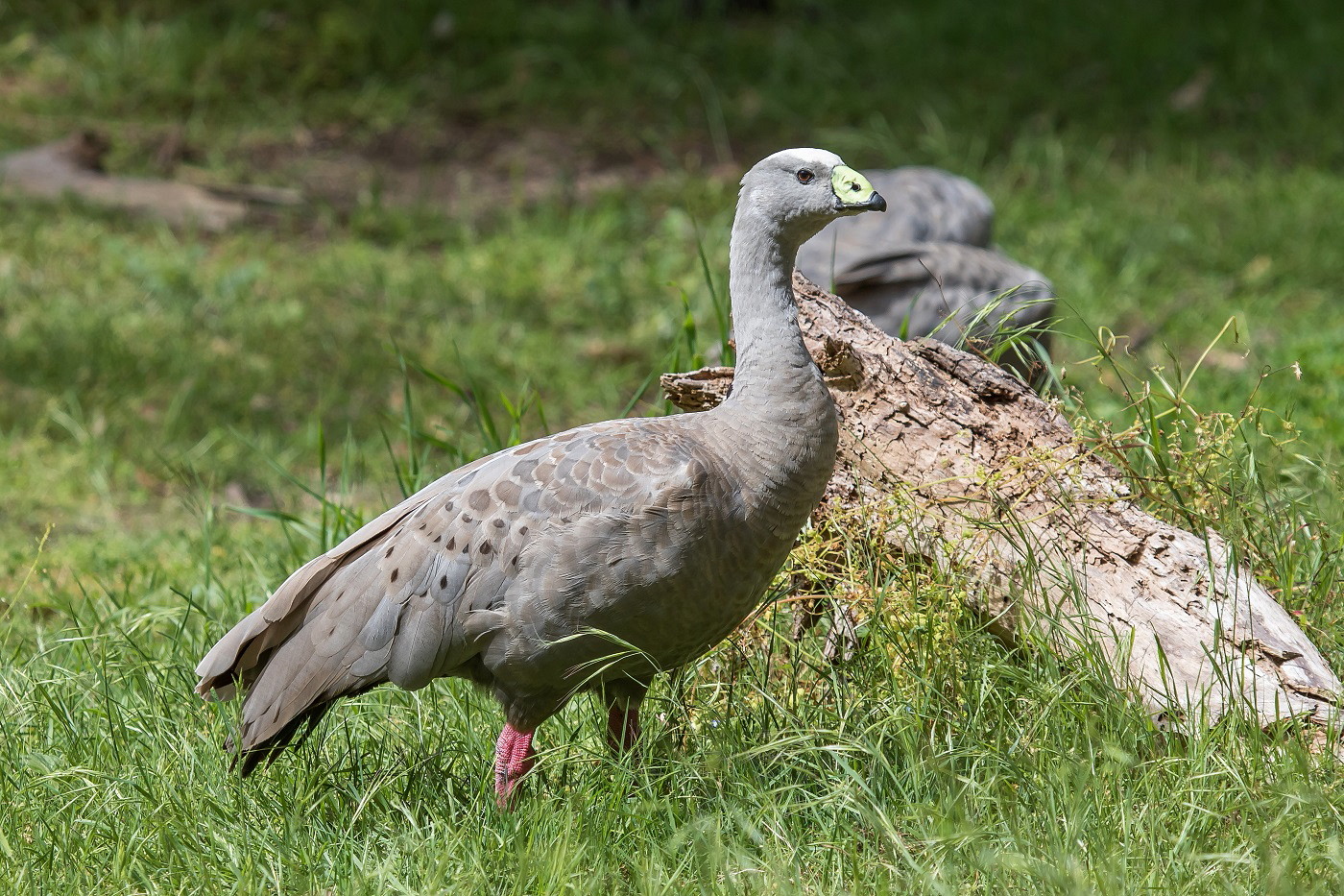 Cape Barren Goose (Image ID 33507)