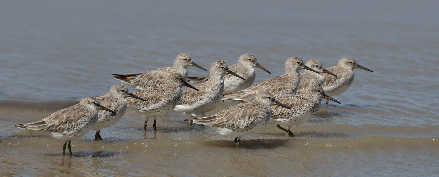 Great Knot (Image ID 33384)