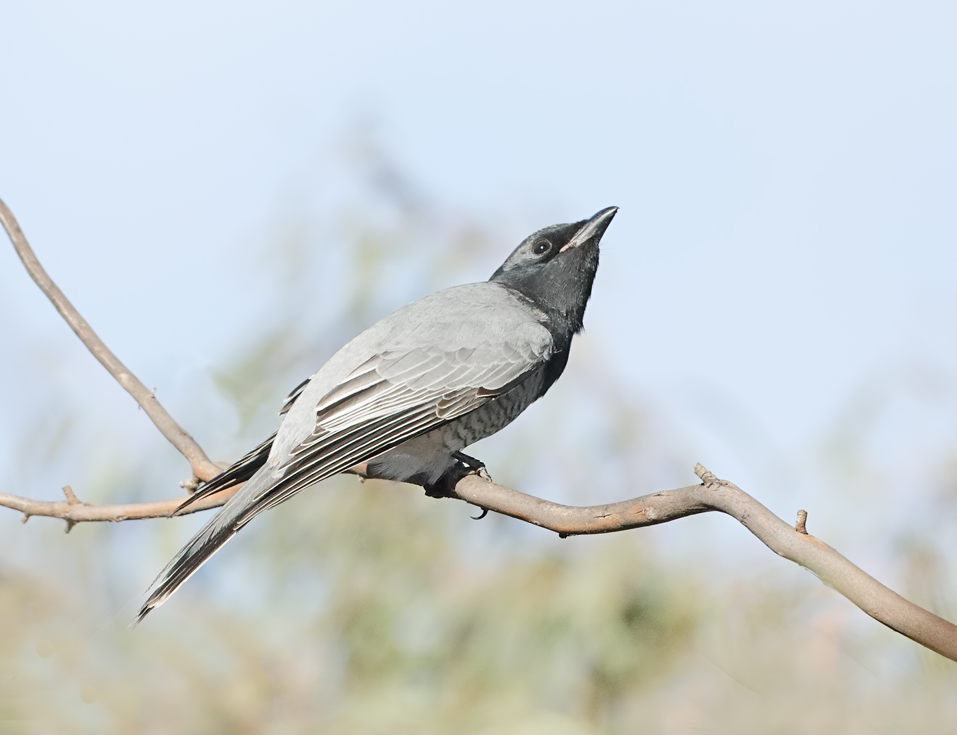 White-bellied Cuckoo-shrike (Image ID 33722)