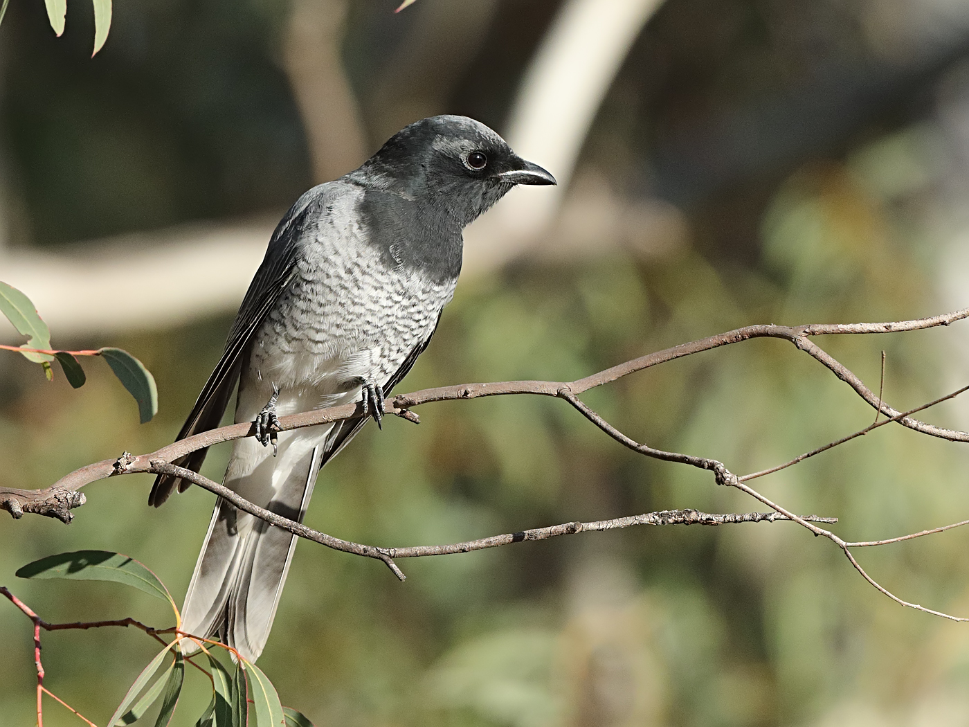 White-bellied Cuckoo-shrike (Image ID 33721)