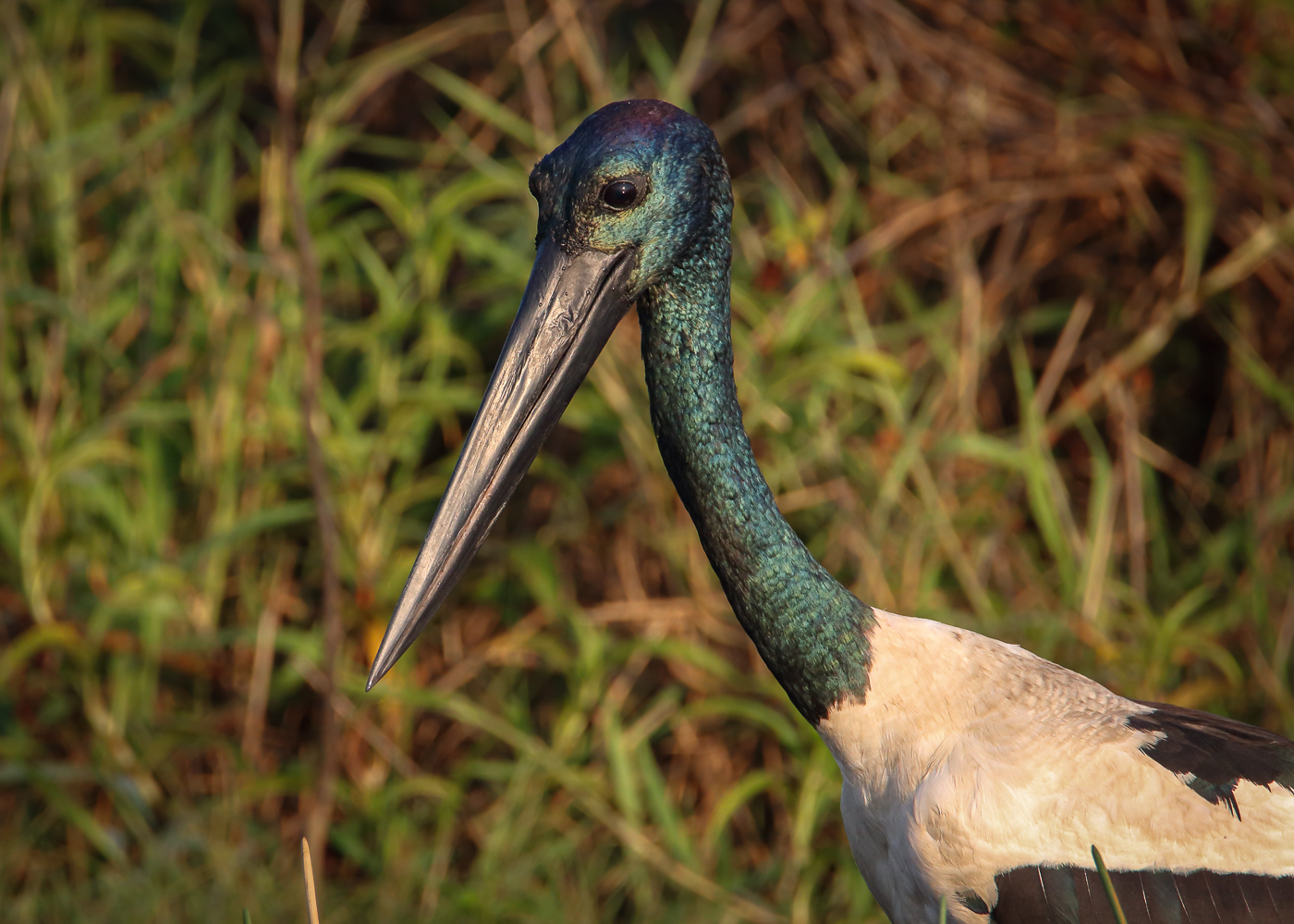 Black-necked Stork (Image ID 33308)