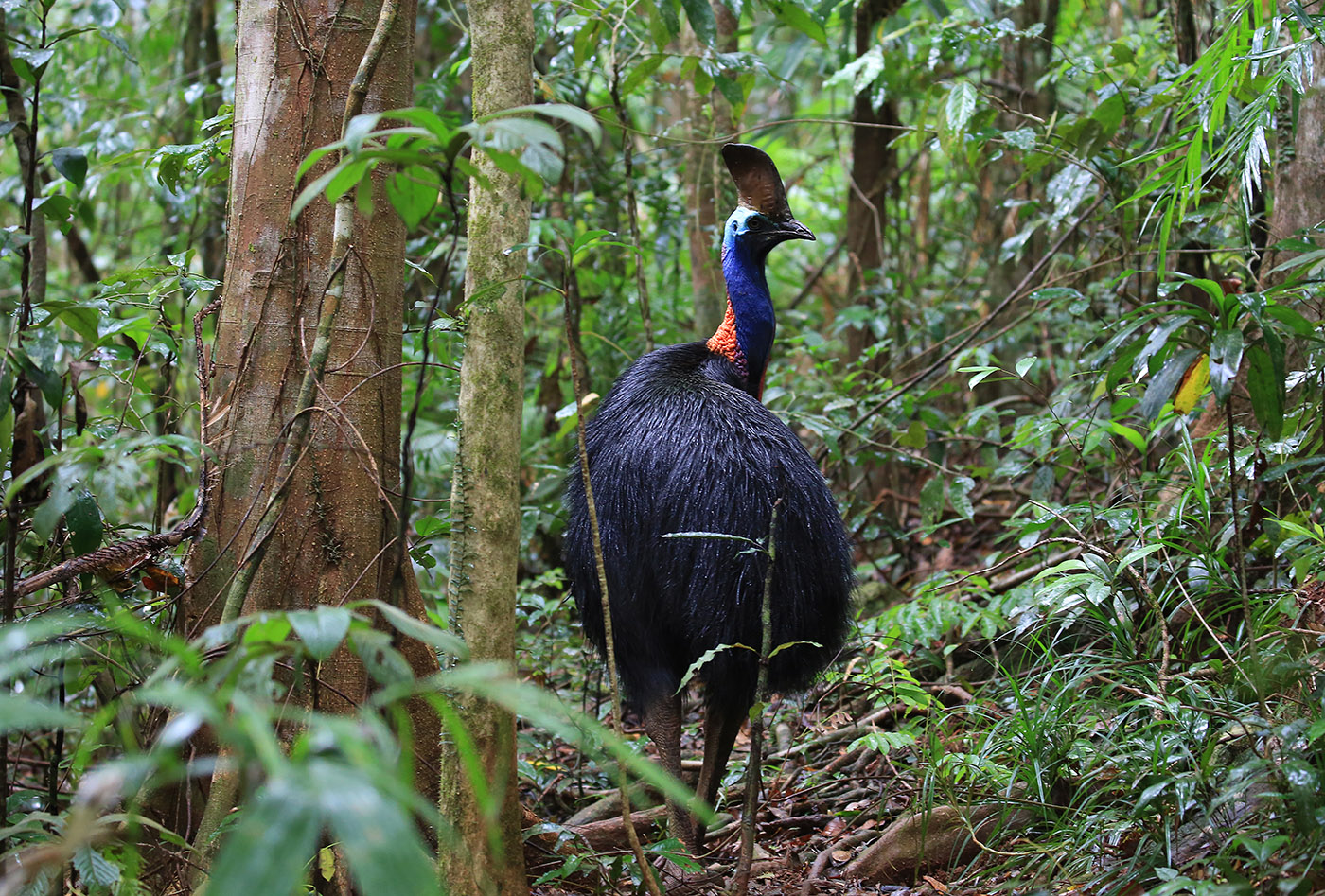 Southern Cassowary (Image ID 33635)