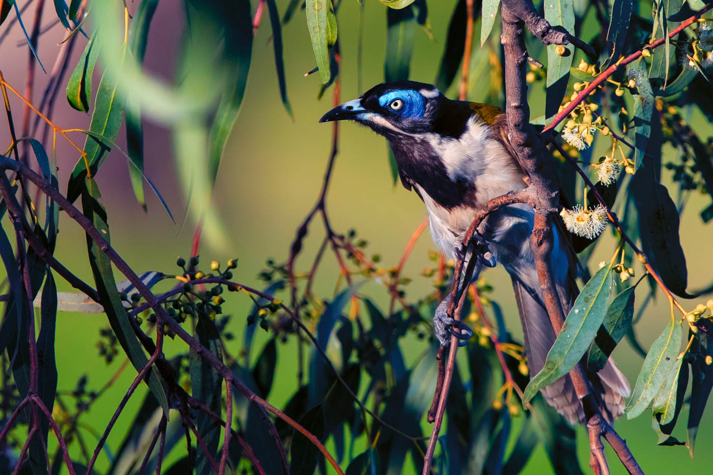 Blue-faced Honeyeater complex (Image ID 33470)