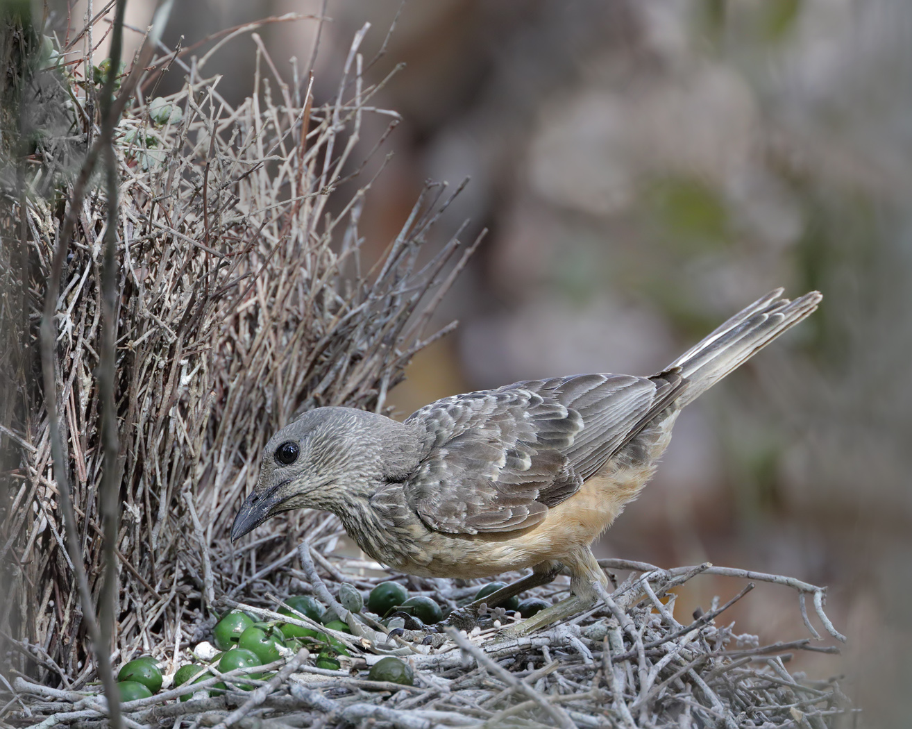 Fawn-breasted Bowerbird (Image ID 33527)
