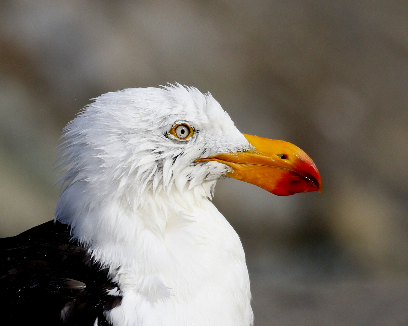 Pacific Gull (Image ID 33572)