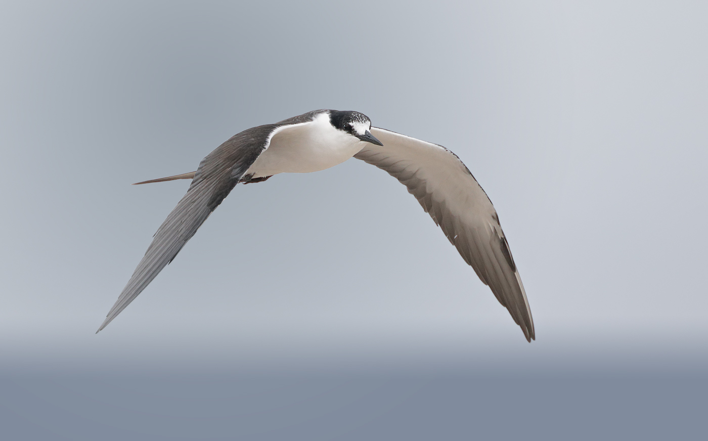 Sooty Tern (Image ID 33271)