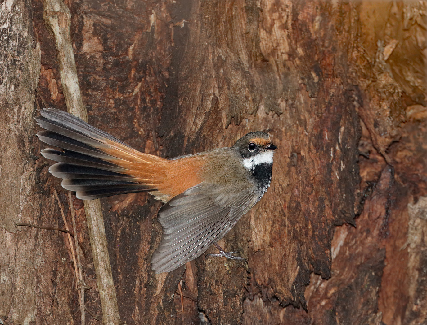 Rufous Fantail (Image ID 33806)
