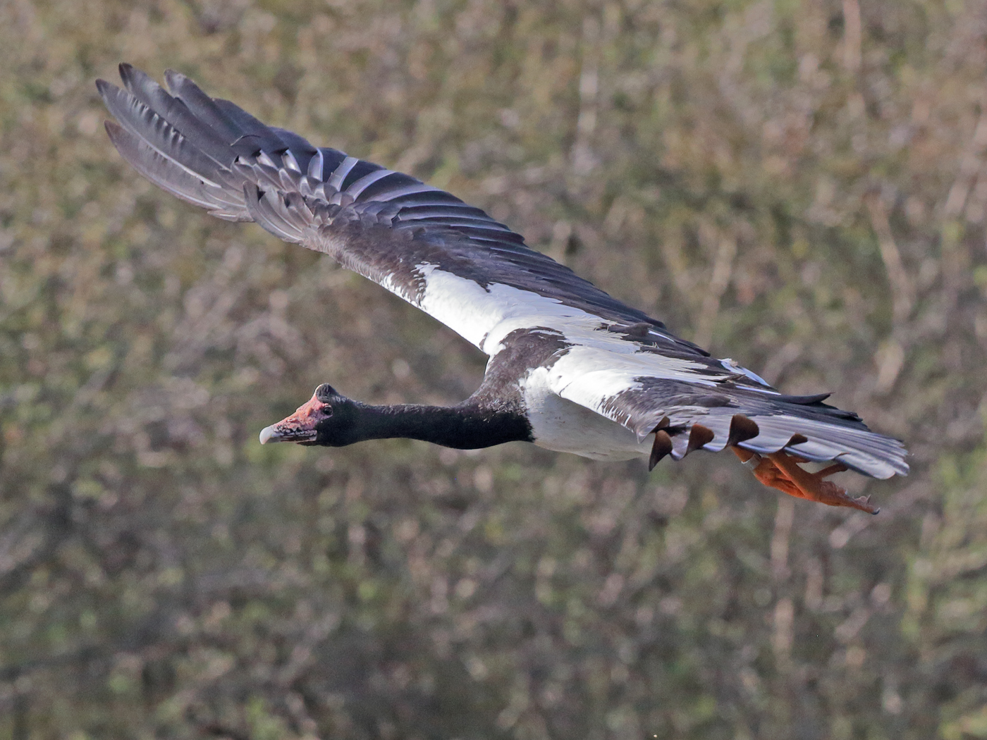 Magpie Goose (Image ID 33452)