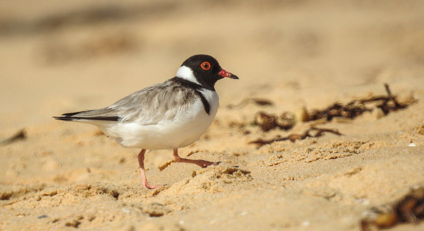 Hooded Plover (Image ID 33402)
