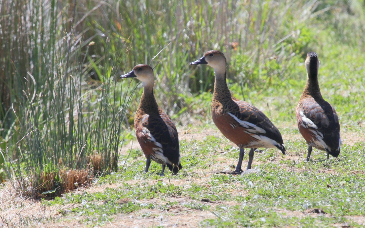 Wandering Whistling-Duck (Image ID 33399)