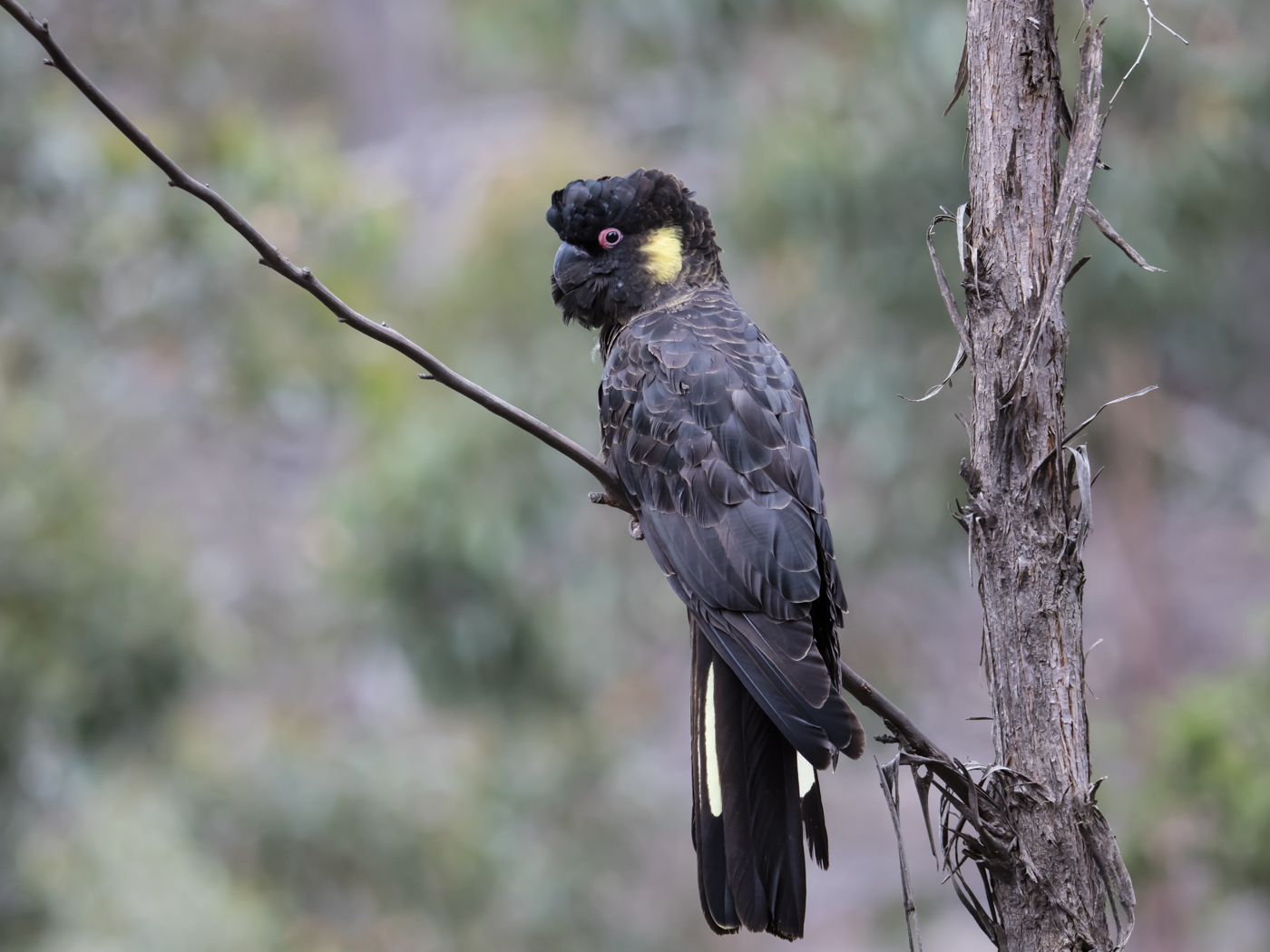 Yellow-tailed Black-Cockatoo (Image ID 33553)