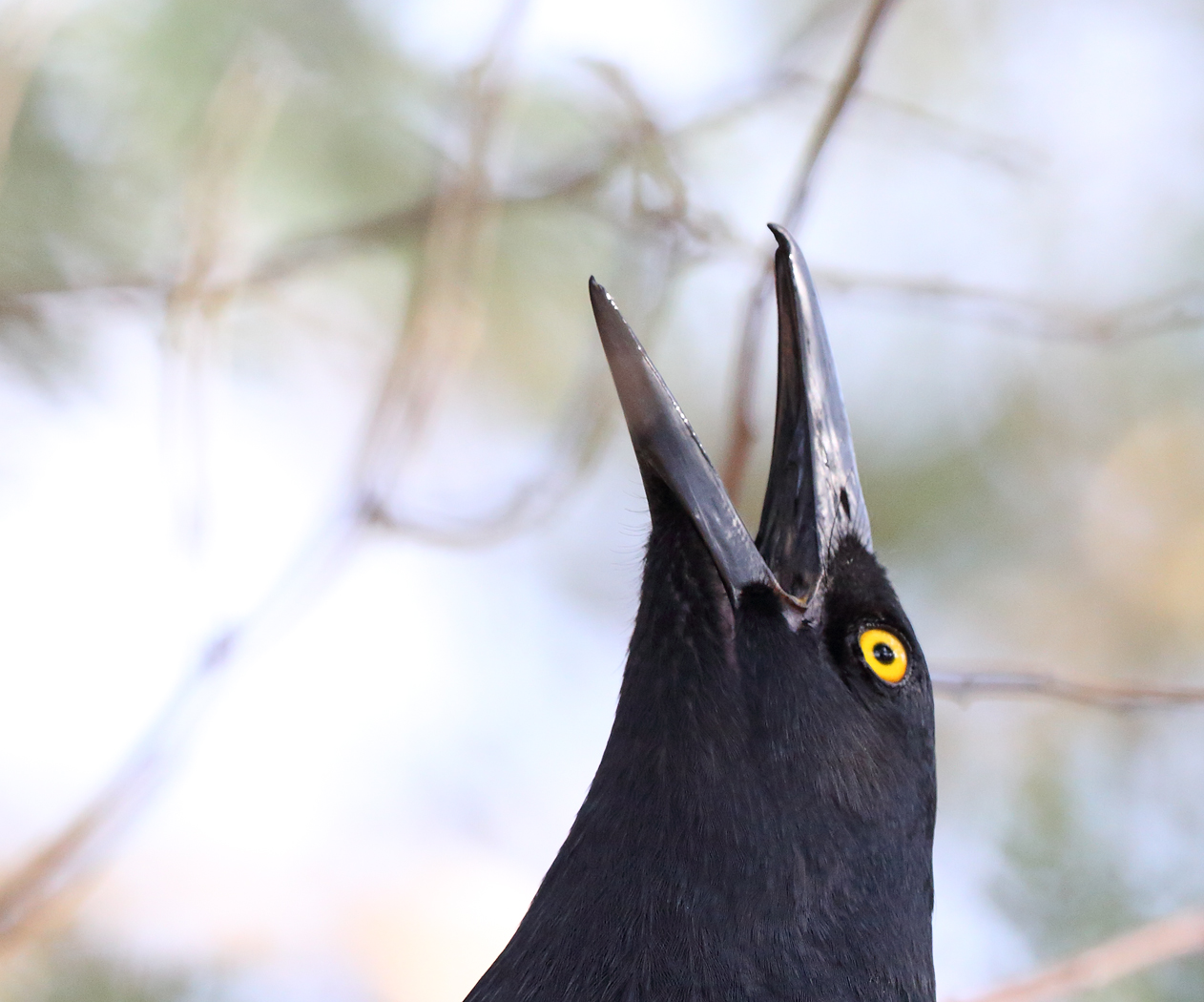 Pied Currawong (Image ID 33699)