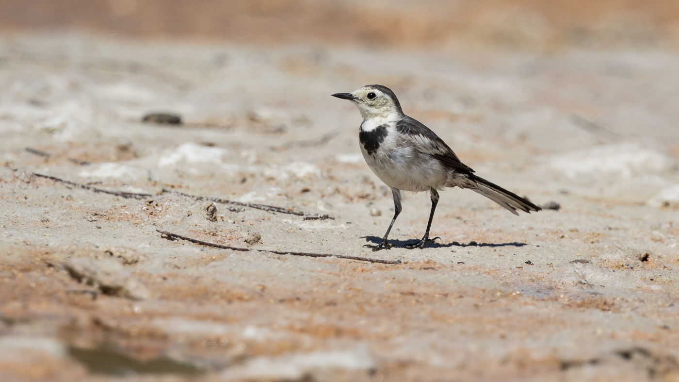 White Wagtail (Image ID 33606)