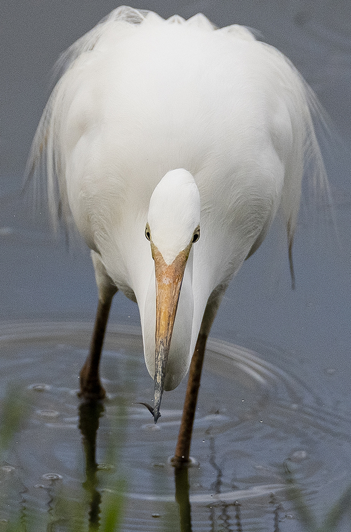 Great Egret (Image ID 33847)