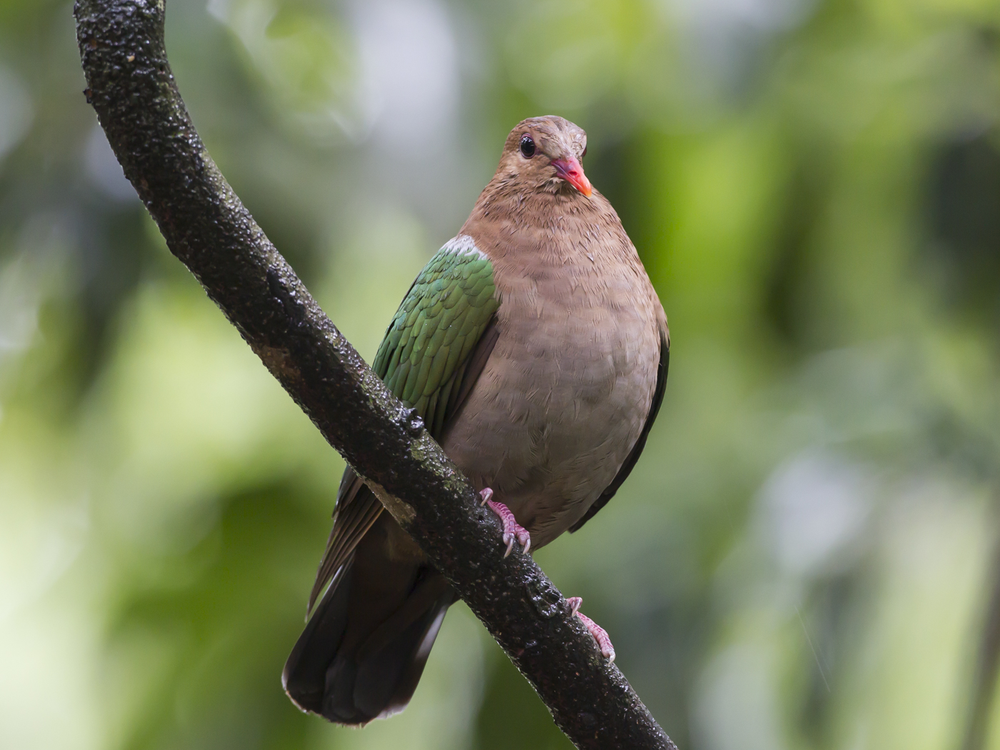 Brown-capped Emerald-Dove (Image ID 33637)